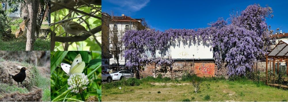 Biodiversita e Glicine